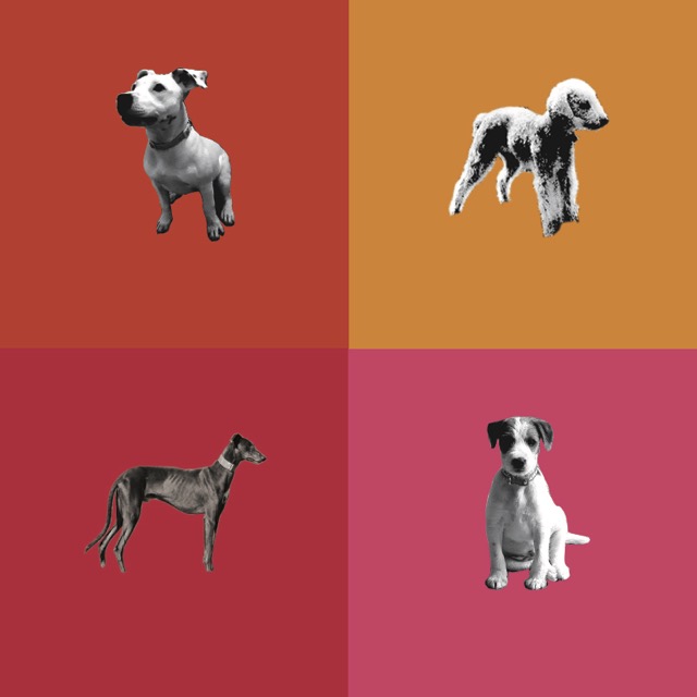 dogs