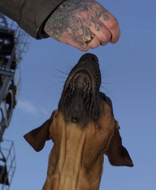 dog